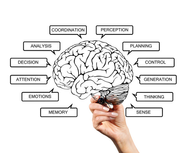 Diagram of brain functions