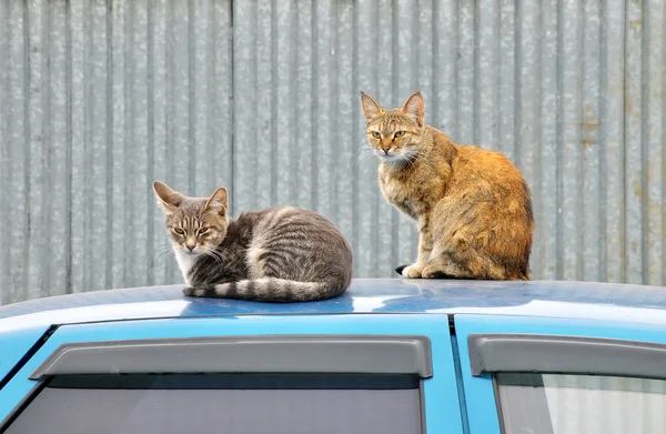 İki vahşi kedi — Stok fotoğraf