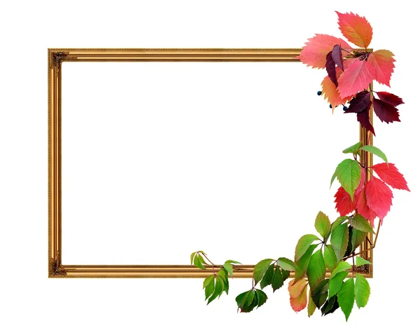 Frame and leaves — Stock Photo, Image