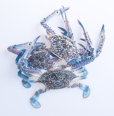 yengeçler. arka plan üzerinde yengeç. arka plan üzerinde Yengeç