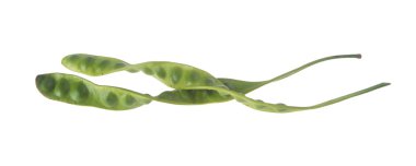 petai arka planda. arka planda petai