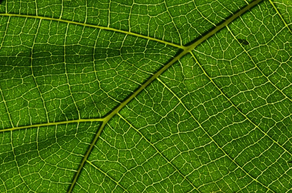 Textura de folha verde — Fotografia de Stock