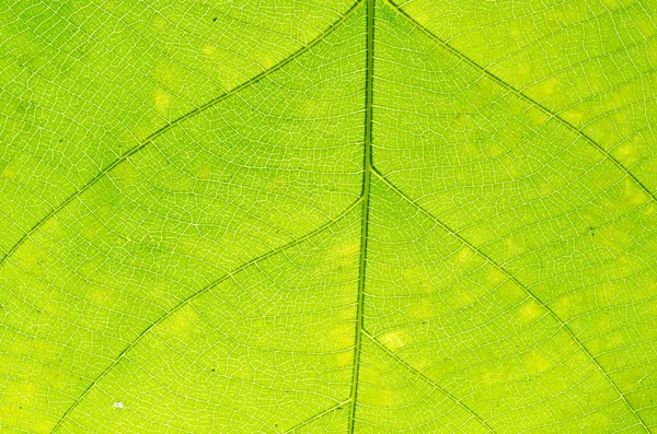 Textura de folha verde — Fotografia de Stock