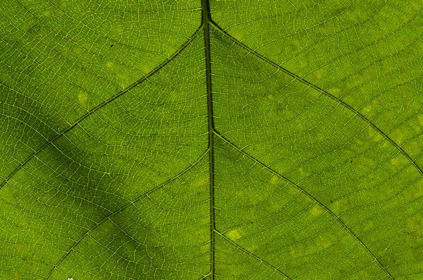 Zelená listová texturu — Stock fotografie