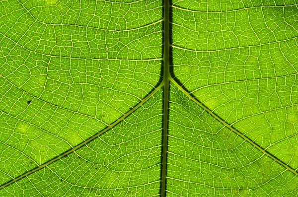 Texture fogliare verde — Foto Stock