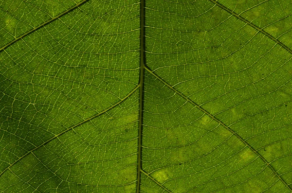 Textura de folha verde — Fotografia de Stock