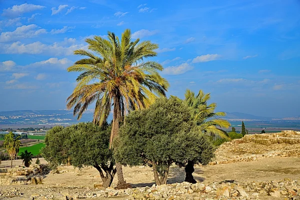 İncil'deki yatay, ağaçlar