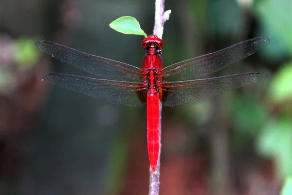 Hermosa libélula roja —  Fotos de Stock