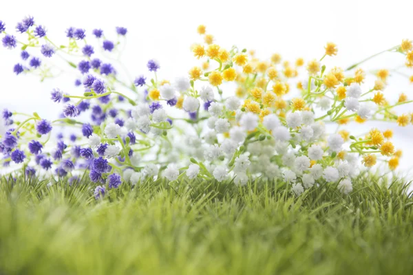 Fleur dans l'herbe, isolée sur blanc . — Photo
