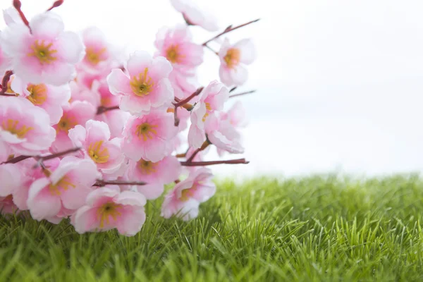 Printemps fleurs sakura couché sur l'herbe — Photo