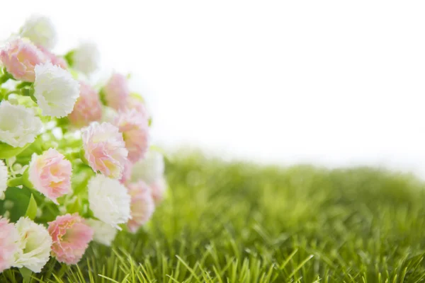 고립 된 잔디에 작은 장미 — 스톡 사진