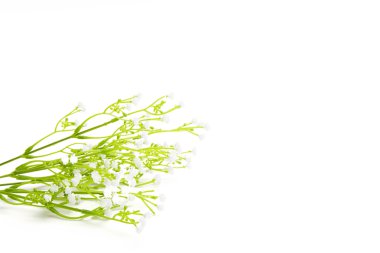 Beyaz arka planda yalnız beyaz yabani çiçekler