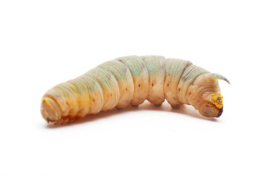 Zakkum Hawk güve Caterpillar beyaz arka plan üzerinde.