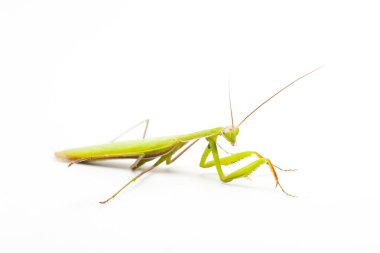 beyaz üzerine büyük yeşil Mantis 