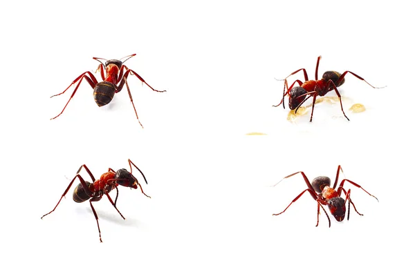 Ants isolated on white — Stock Photo, Image