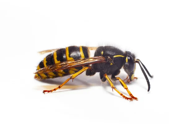 Wasp isolated on white — Stock Photo, Image