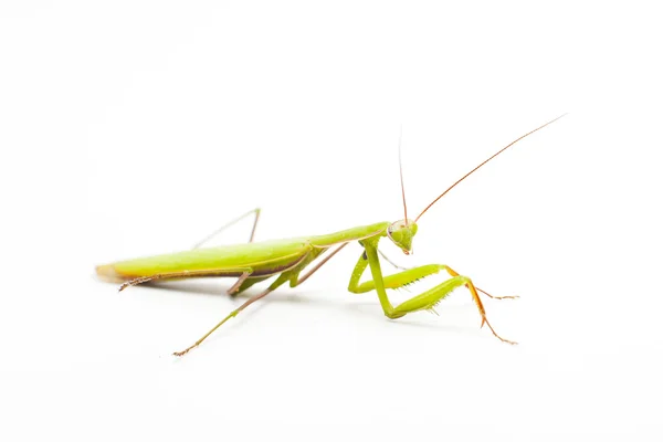 Stora gröna Mantis på vit — Stockfoto