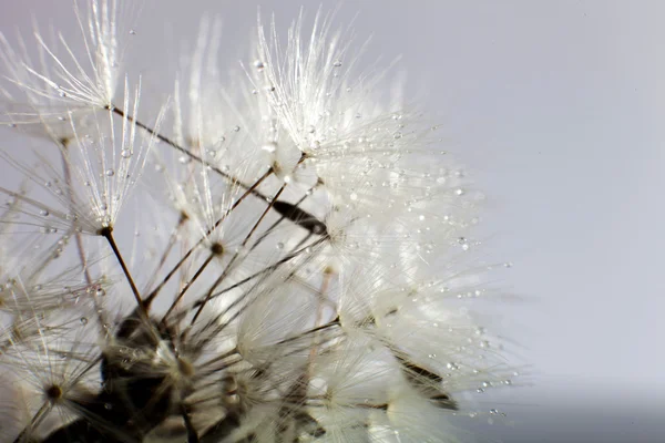 Gotas de água no dente-de-leão - macro extremo — Fotografia de Stock