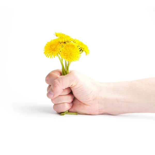 分離された手の黄色いタンポポ — ストック写真