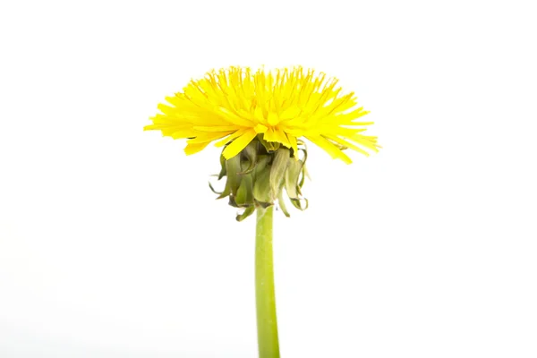白地に黄色のタンポポの花。セイヨウタンポポ — ストック写真