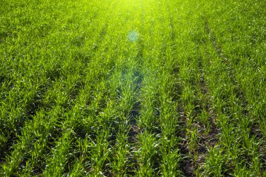 arkaplanda yeşil çimen