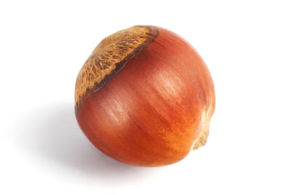 One dried hazelnut in closeup — Stock Photo, Image