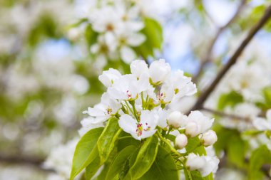 Olan elma ağaçlarının bahar beyaz çiçekler