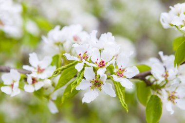 Doğa arka plan üzerinde elma çiçeği
