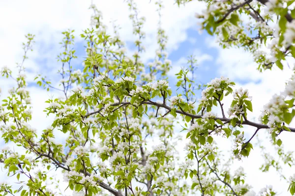Apple Blossom na tle natura — Zdjęcie stockowe