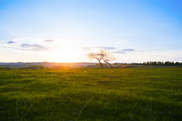 Landscape with  tree over sunrise — Stock Photo, Image