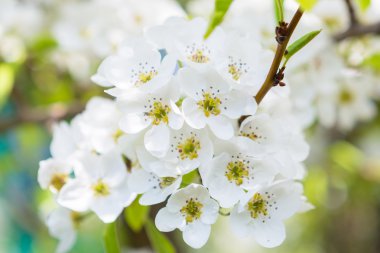 Armut çiçeğinin yakın çekimi. 