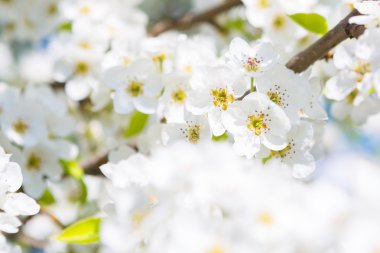 Kapalı kapılar ardında çiçek açan bir bahar ağacı.