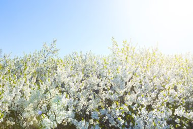 Bahar çiçekleri ağacı. Doğal arkaplan.