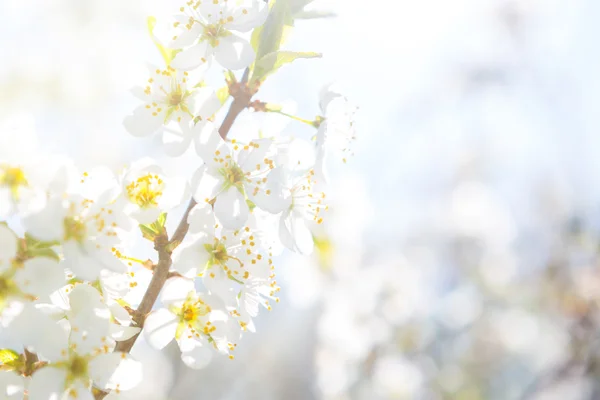 Vacker närbild våren blommande träd — Stockfoto