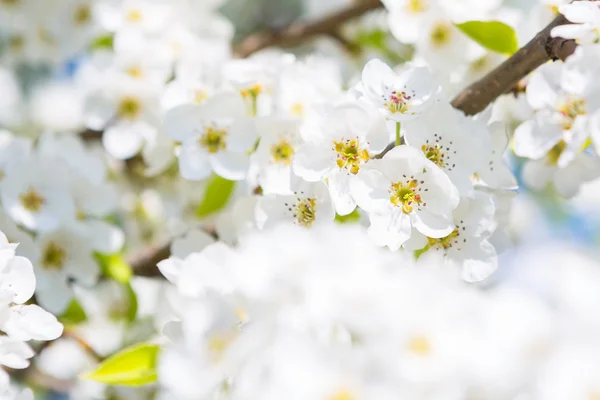 Vacker närbild våren blommande träd — Stockfoto