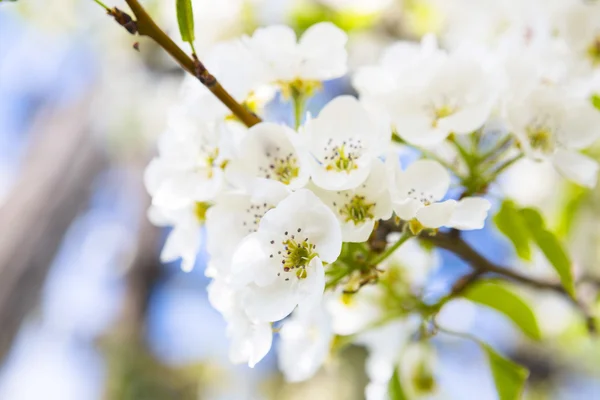 Spring Blossom bakgrund — Stockfoto
