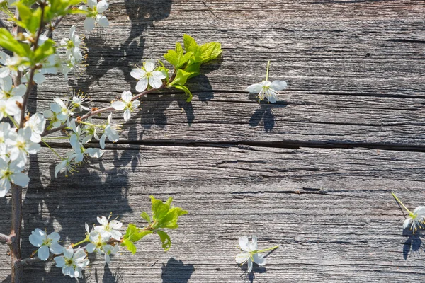 Flowers on wooden background — Stock Photo, Image