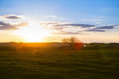 Saha, Ağaç ve Mavi Gökyüzü