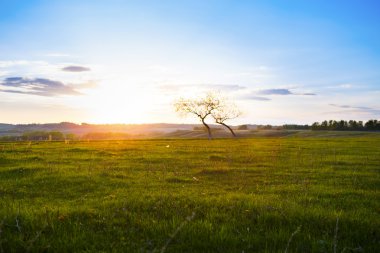 Ağaç üzerinde gündoğumu manzara