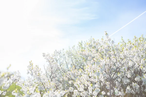 Piękny kwiat wiśni sakura z błękitnym niebem — Zdjęcie stockowe