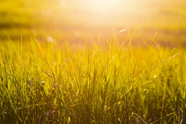Hierba amarilla cerca al amanecer o al atardecer con rayos — Foto de Stock