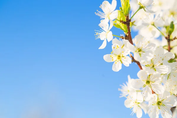 Wiśnia kwitnąca nad błękitnym niebem — Zdjęcie stockowe