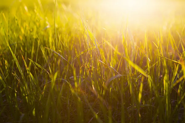 日の出や日没時には黄色い草を光線で閉じます。 — ストック写真