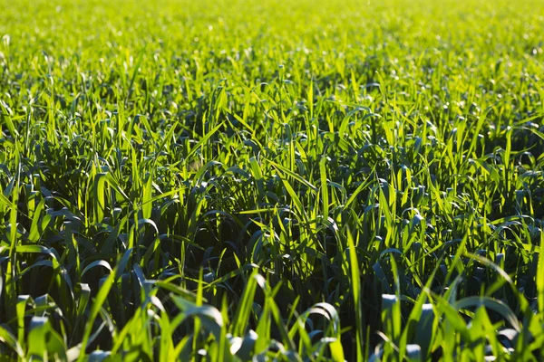 Fondo de una hierba verde —  Fotos de Stock