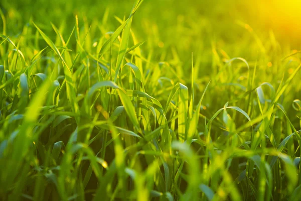 Fundo da relva. Textura de grama verde — Fotografia de Stock