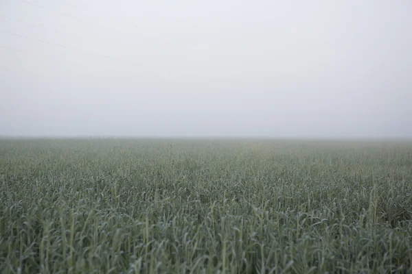 Morning fog above the field — Stock Photo, Image