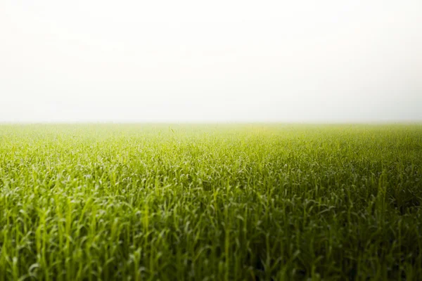 Ochtend mist boven het veld — Stockfoto