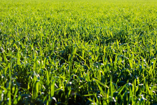 Grass background. Green grass texture — Stock Photo, Image