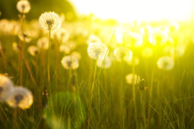 Dandelions karahindiba şarap yapmak için çayır.