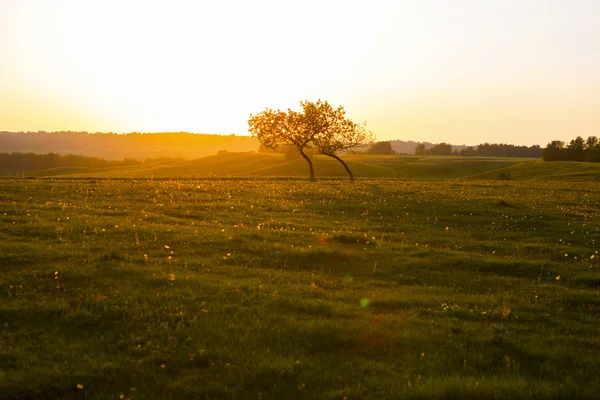 Fantazie krajina krásný východ slunce v savannah — Stock fotografie
